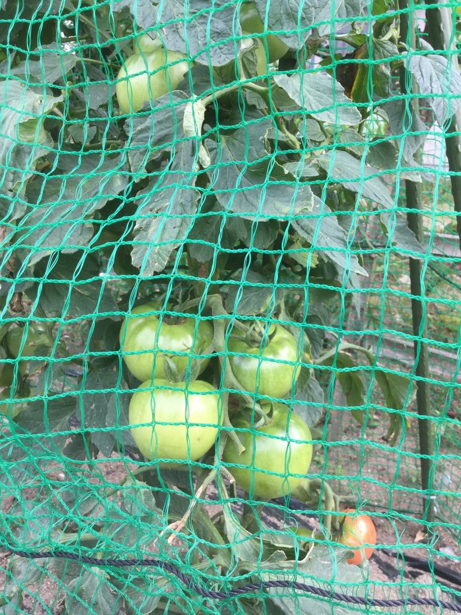 今日の夏野菜