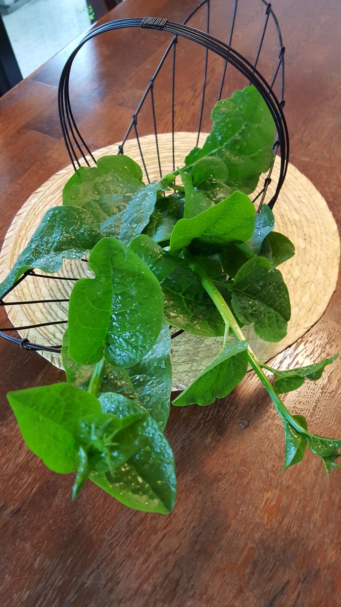 ふくおかルーバルガーデン2～夏の🌺庭便り😃雨粒をまとった庭の🌿🌺たち❗