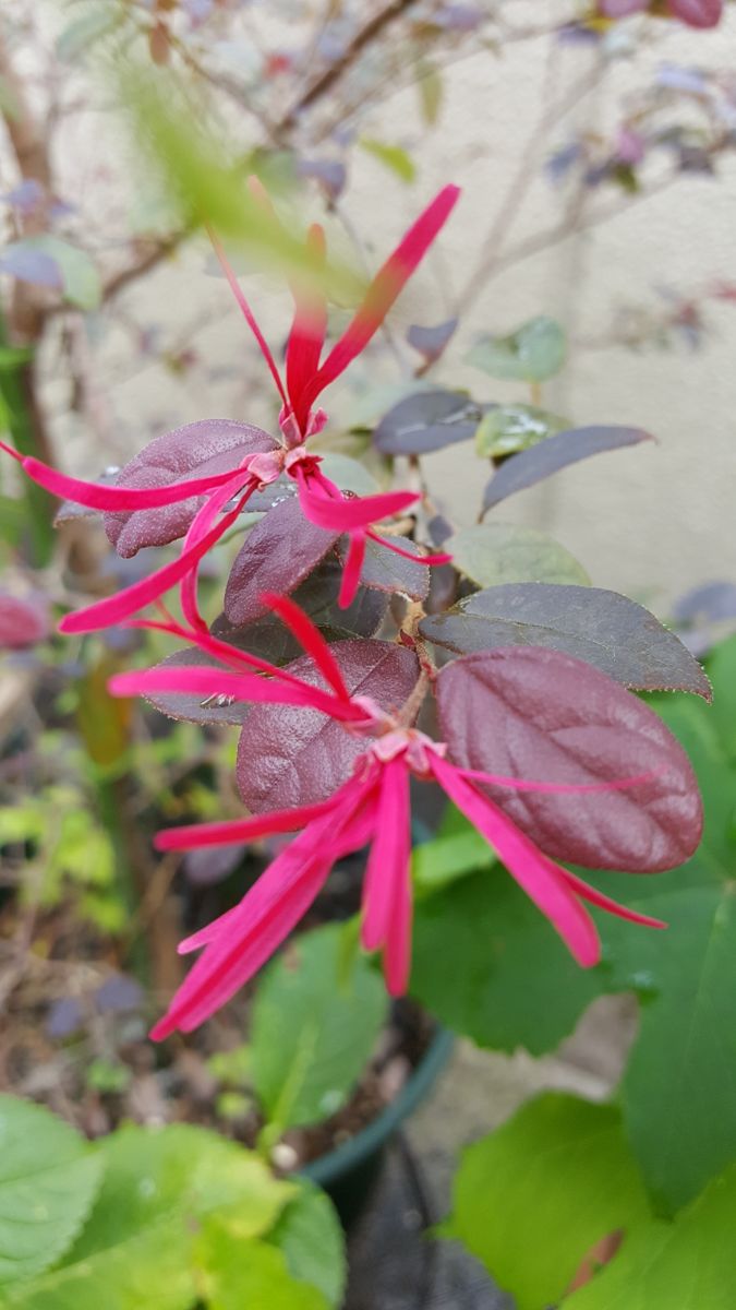 ふくおかルーバルガーデン2～夏の🌺庭便り😃雨粒をまとった庭の🌿🌺たち❗