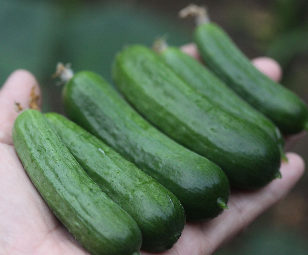 この夏のミニキュウリは「スナッキュー」