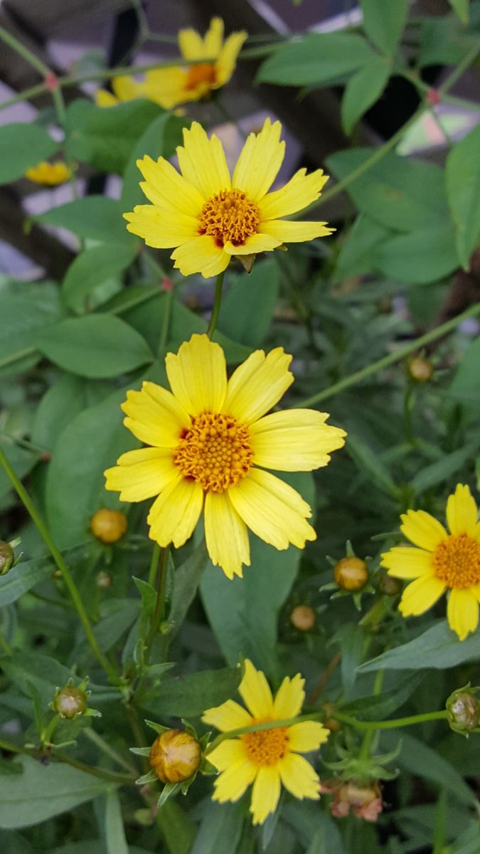 ふくおかルーバルガーデン2～夏の🌺庭便り😃元気なのはハイビスカス🌺😃