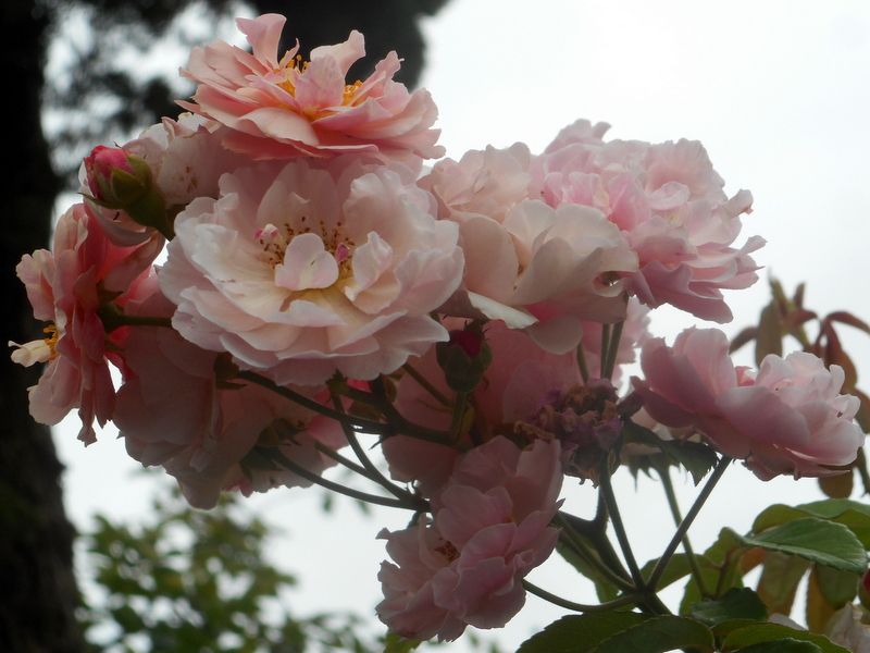 今日の薔薇(^^♪