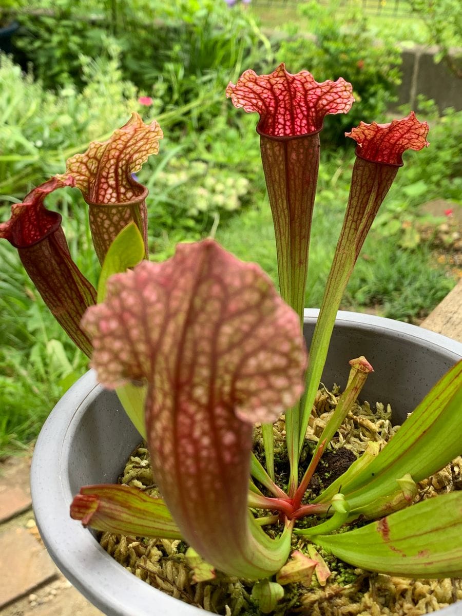 食虫植物