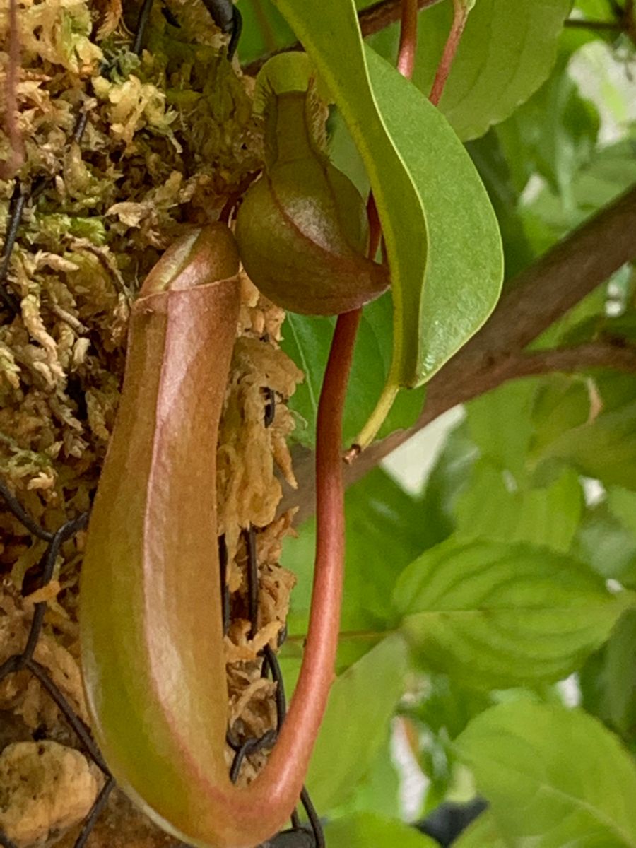 食虫植物