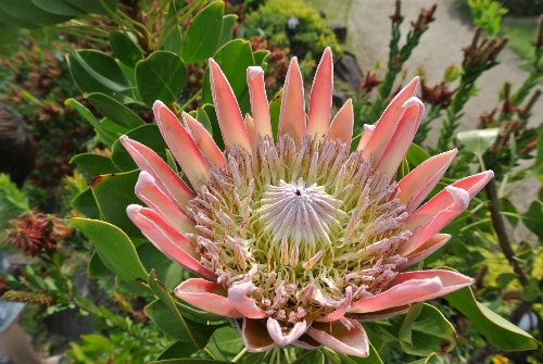 キング・プロテアが開花しておりました。