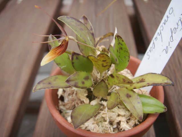 Restrepia brachypus