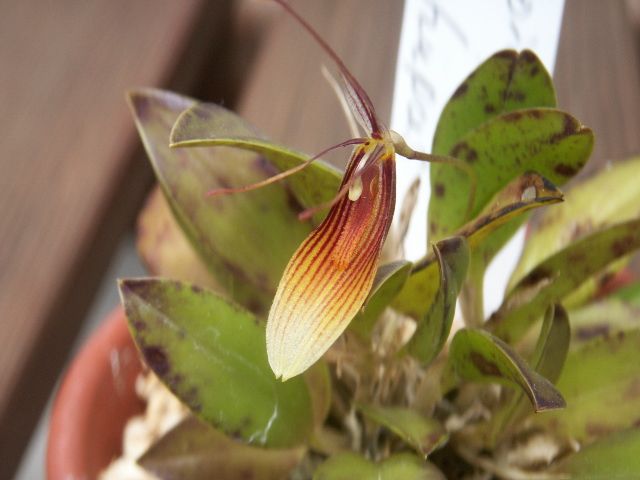 Restrepia brachypus