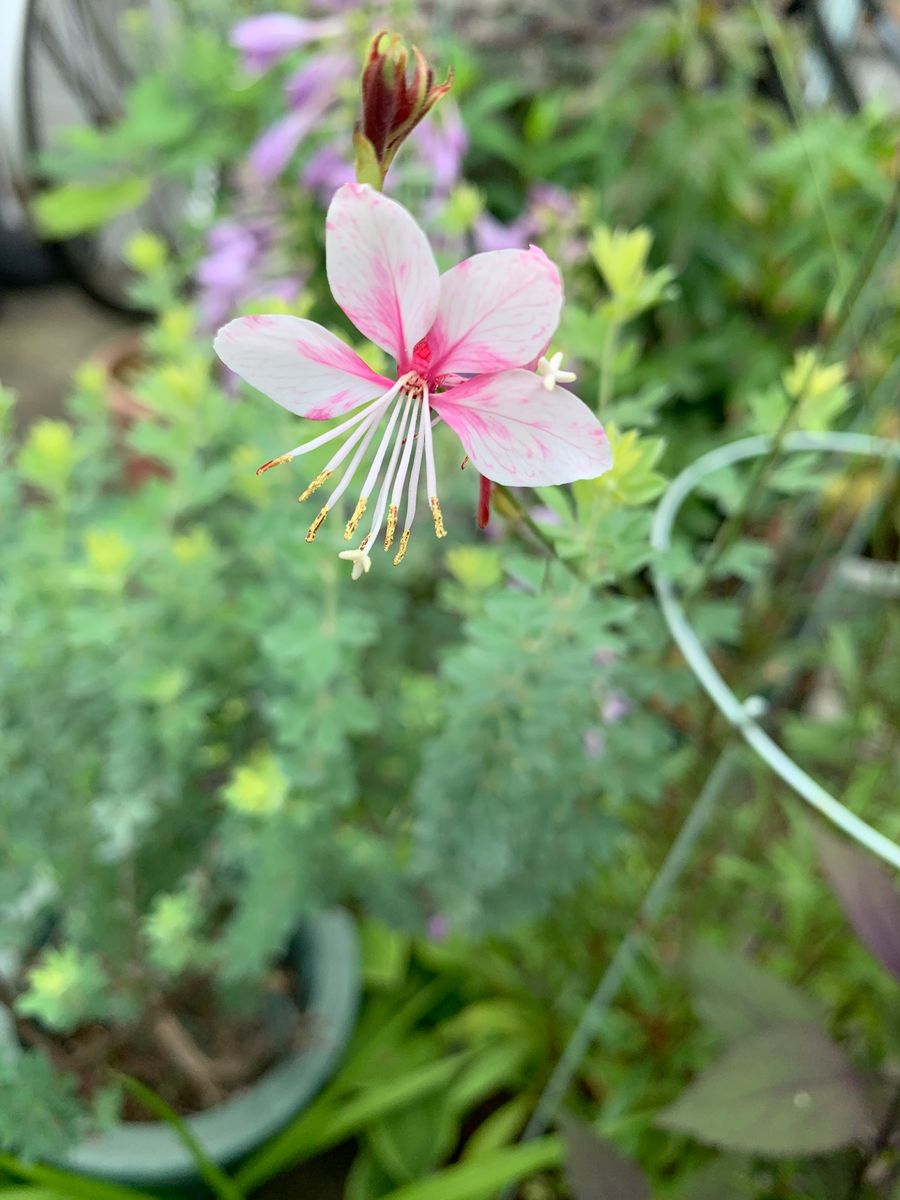 今年の夏花壇は、、、