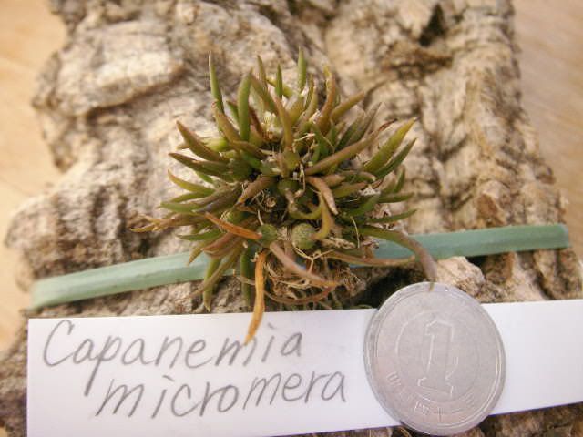 Capanemia micromera