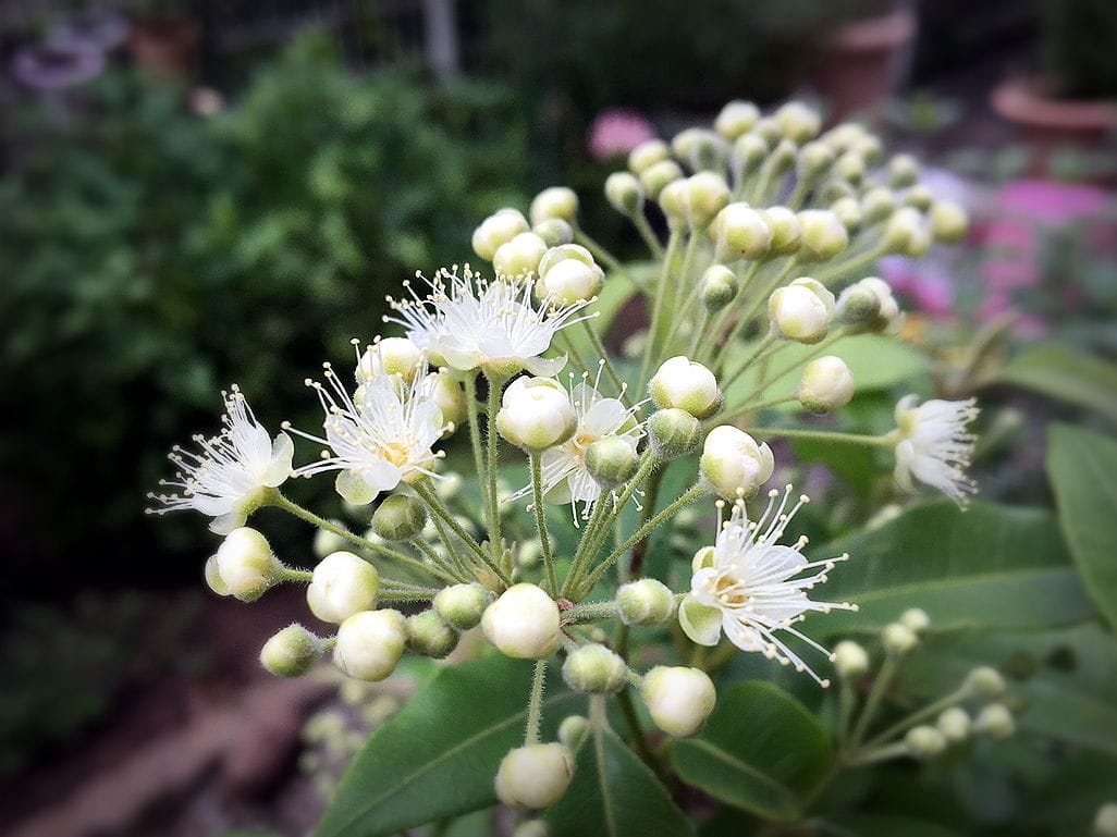 レモンマートルのお花