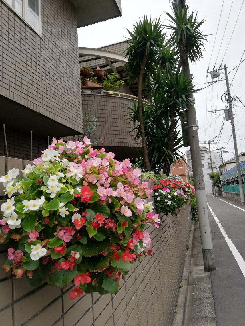 この～木何の木、気になる木♪