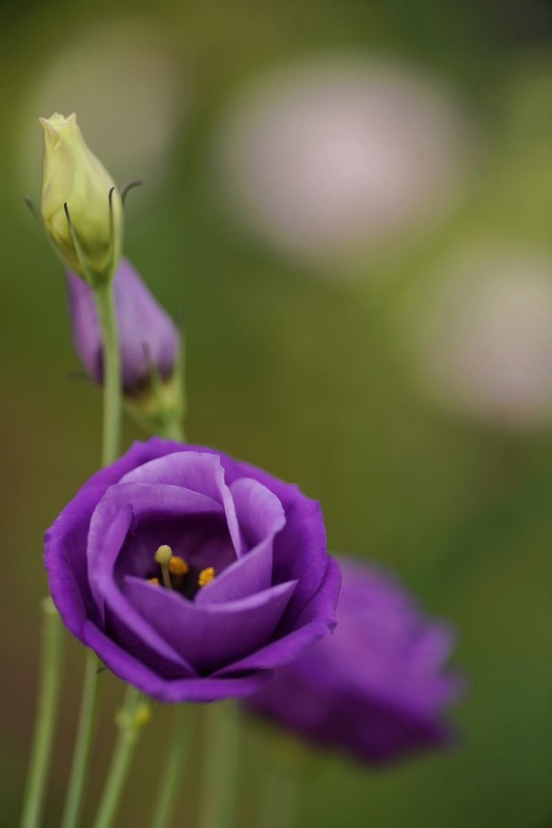 開花写真、トルコギキョウほか