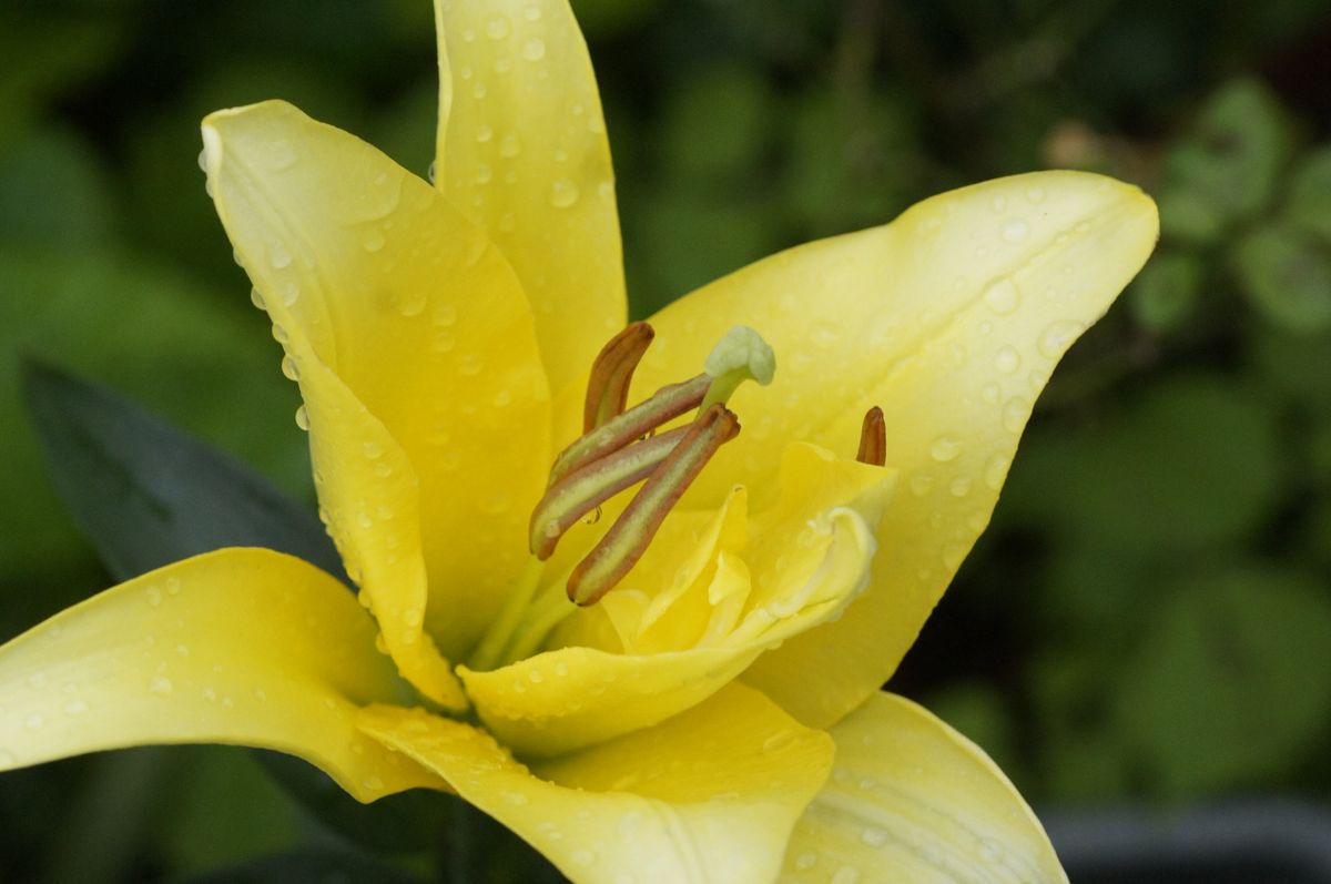 ユリの開花