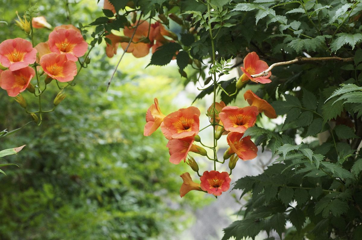 ユリの開花