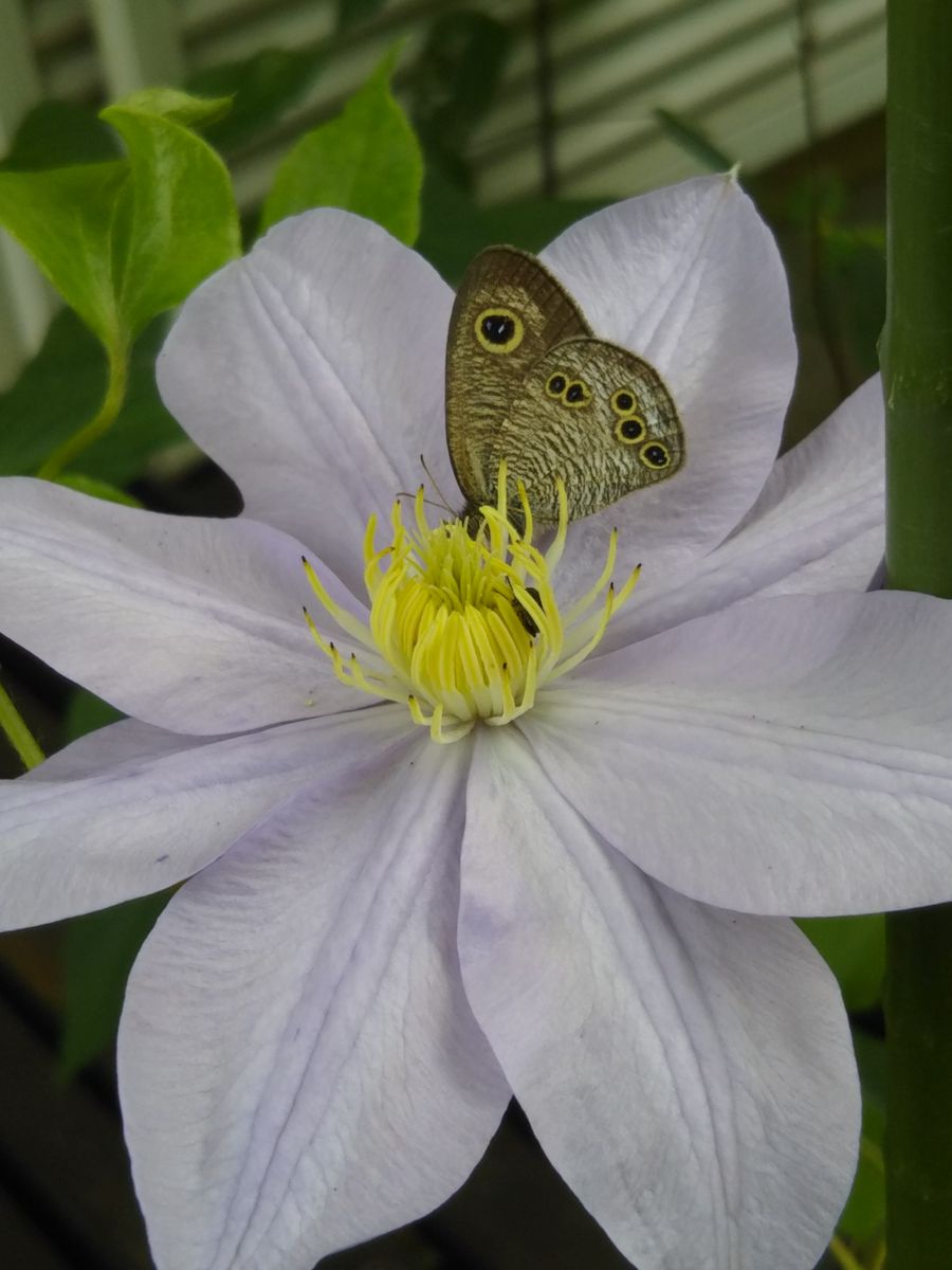 蝶～🦋～🎶