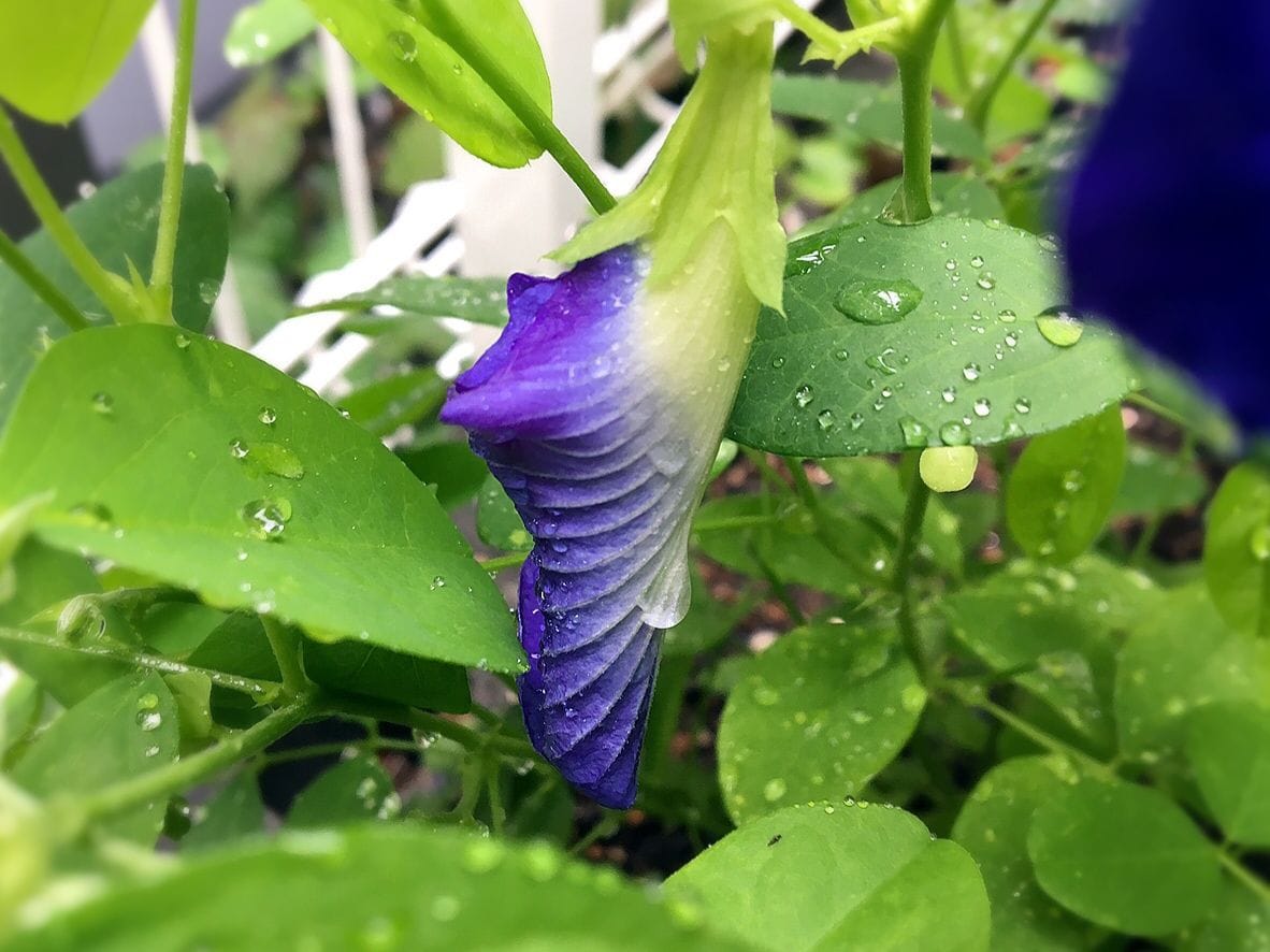 今朝の花 クリトリア