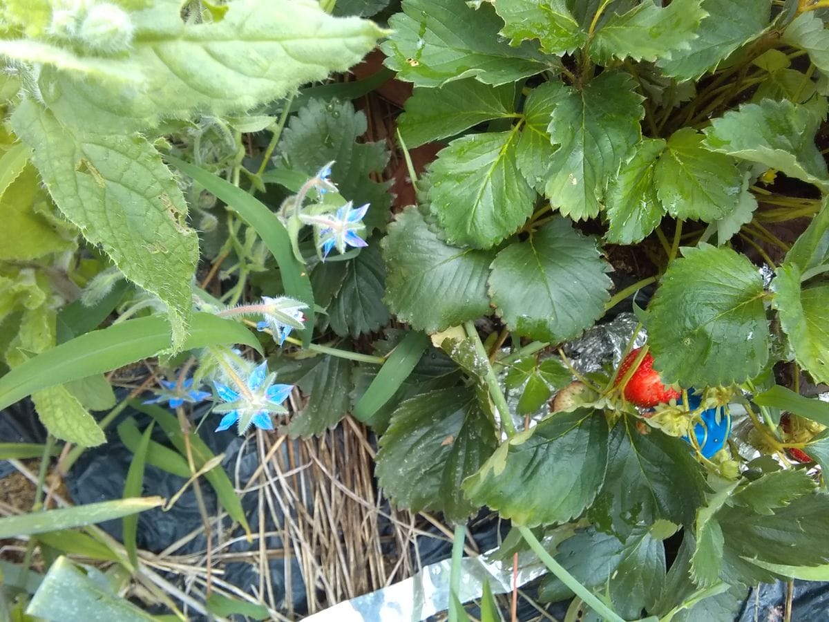 今日の菜園ですｏ(＾-＾)ｏ