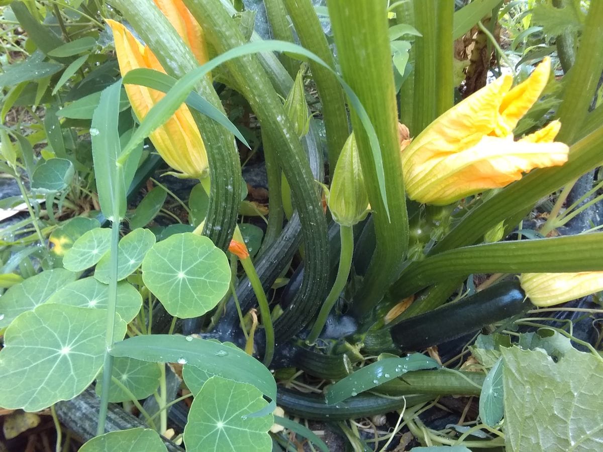 今日の菜園ですｏ(＾-＾)ｏ