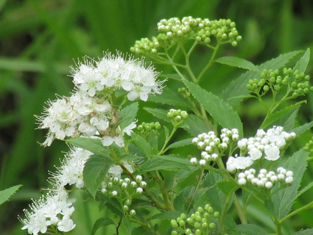 由愛(ゆめ)の花日記♪