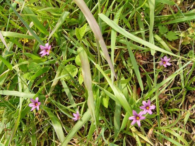 アヤメの花