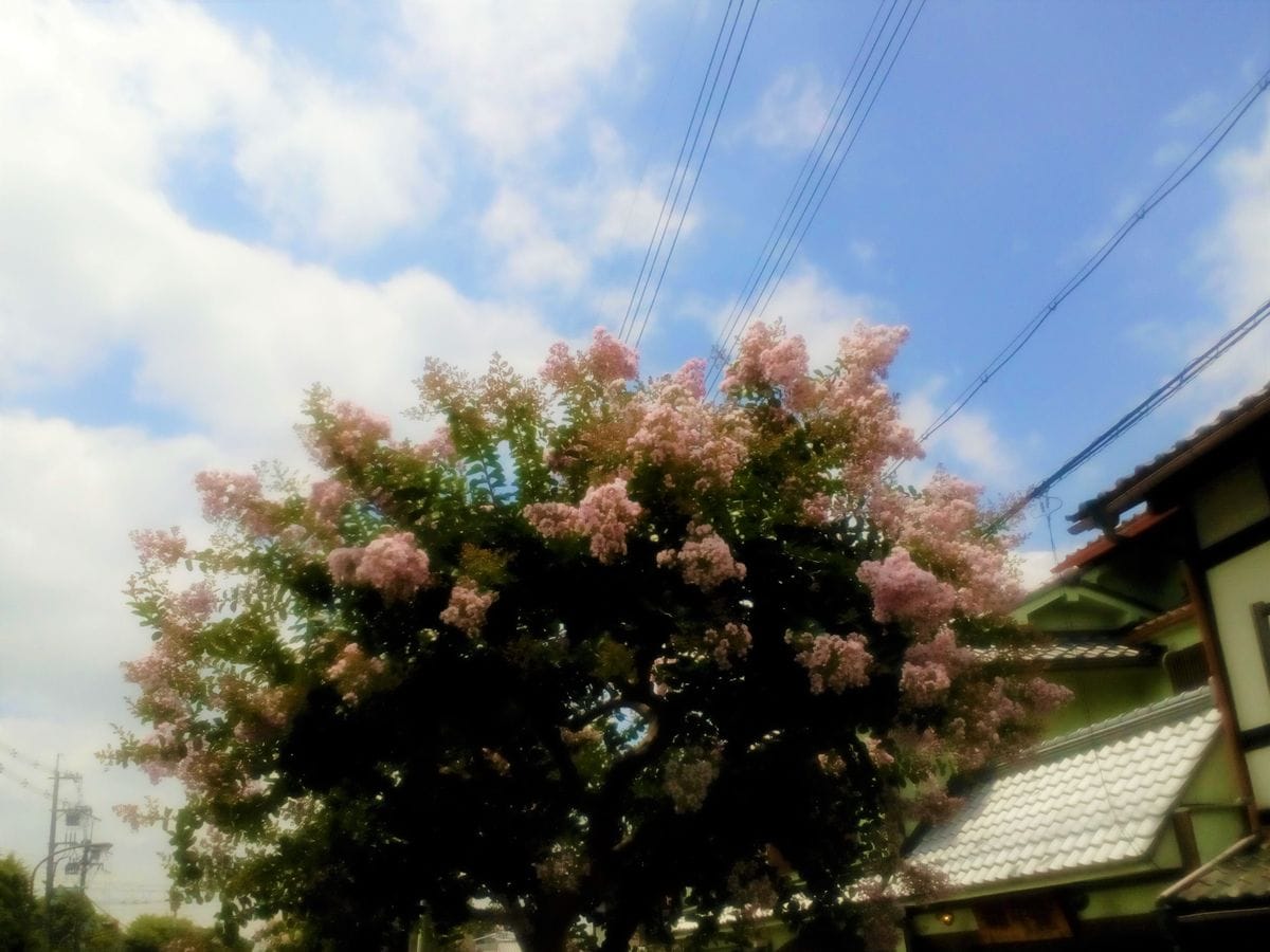 京都国立博物館近くの『百日紅』🐒