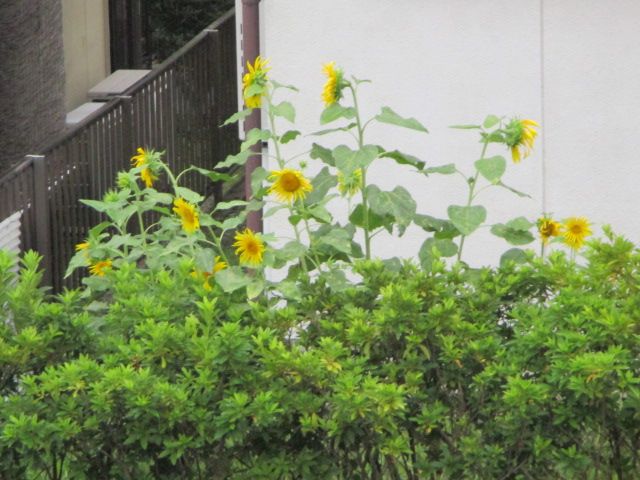 ひまわり　嫁ぎ先で花を咲かせました！