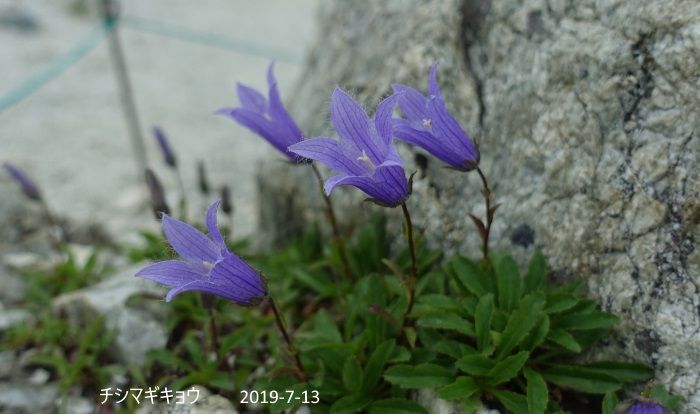 八方尾根の花たち　NO1