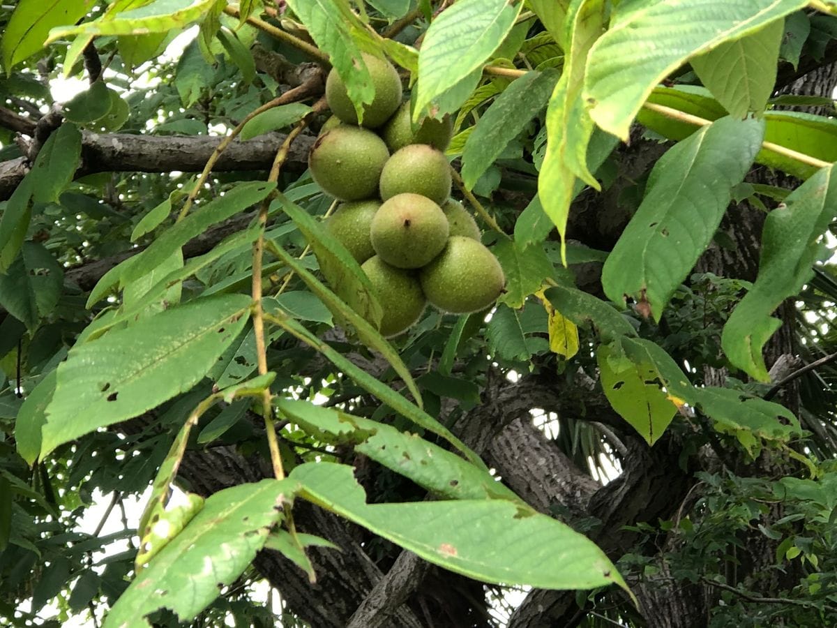 木曽川河川敷を歩く