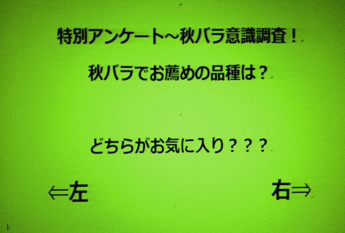 　特別アンケート～秋バラ意識調査！②