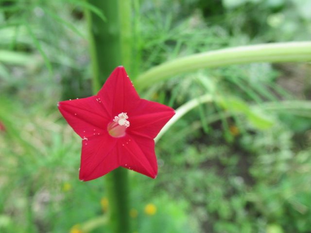 植物から