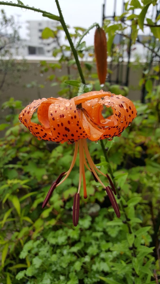 ふくおかルーバルガーデン2～夏の🌺庭便り😃雨の中オニユリが咲きました🌼