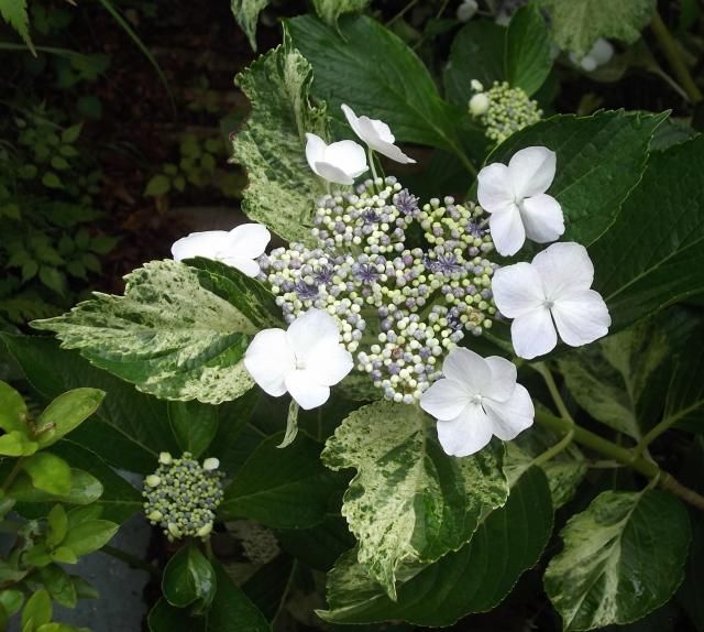 紫陽花が見ごろ