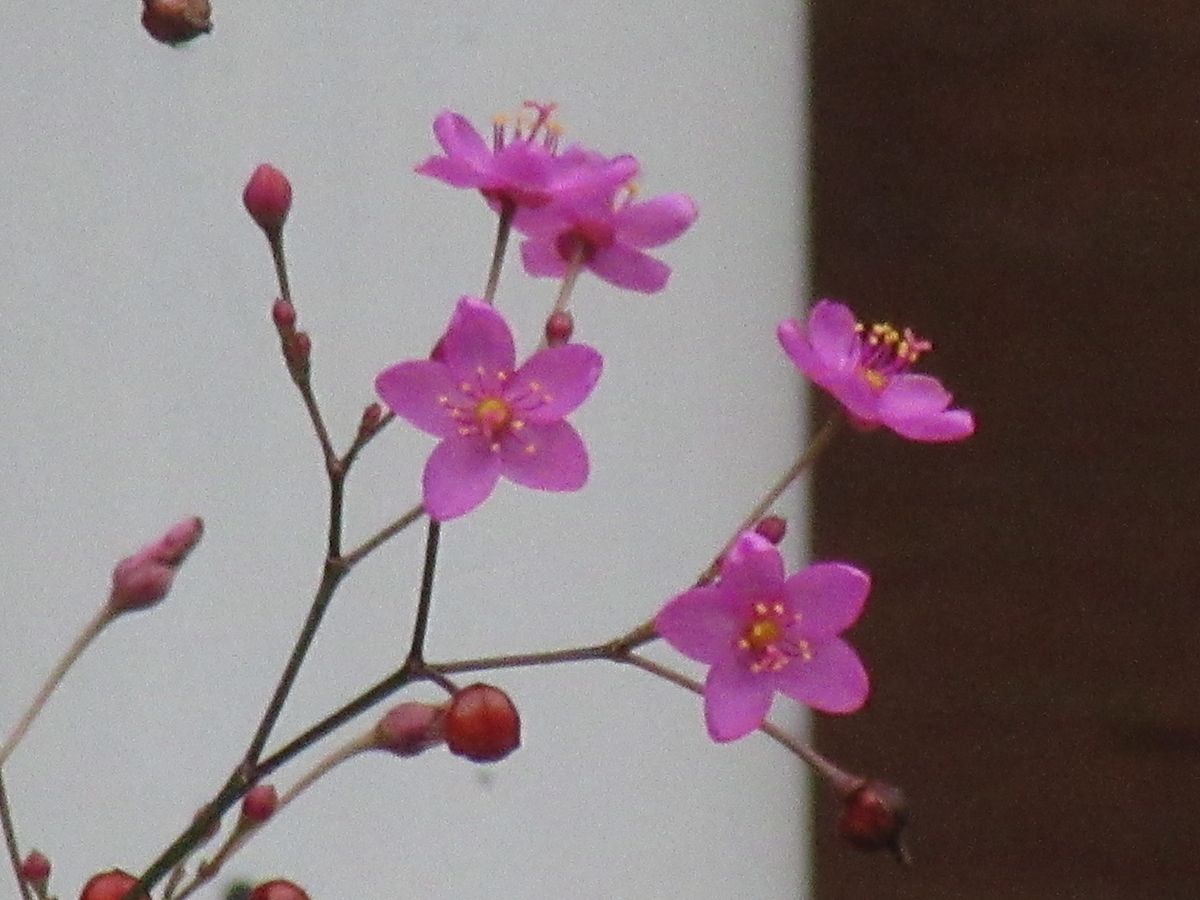 由愛(ゆめ)の花日記♪