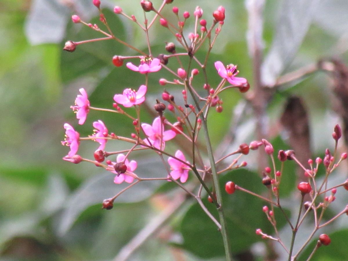 由愛(ゆめ)の花日記♪