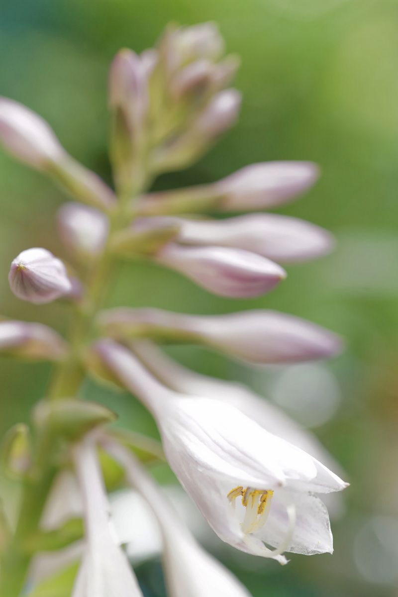 開花写真、ギボウシほか