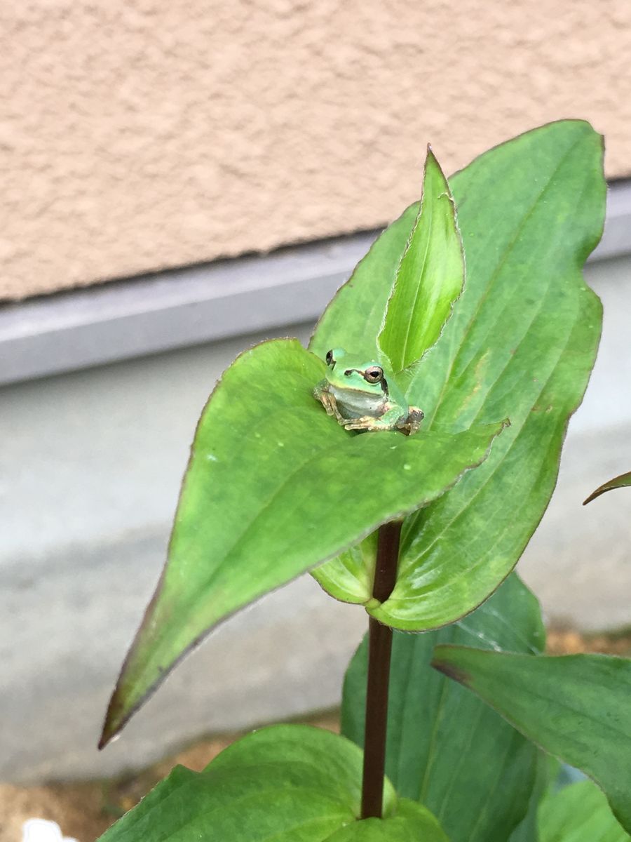 朝パトロール終了