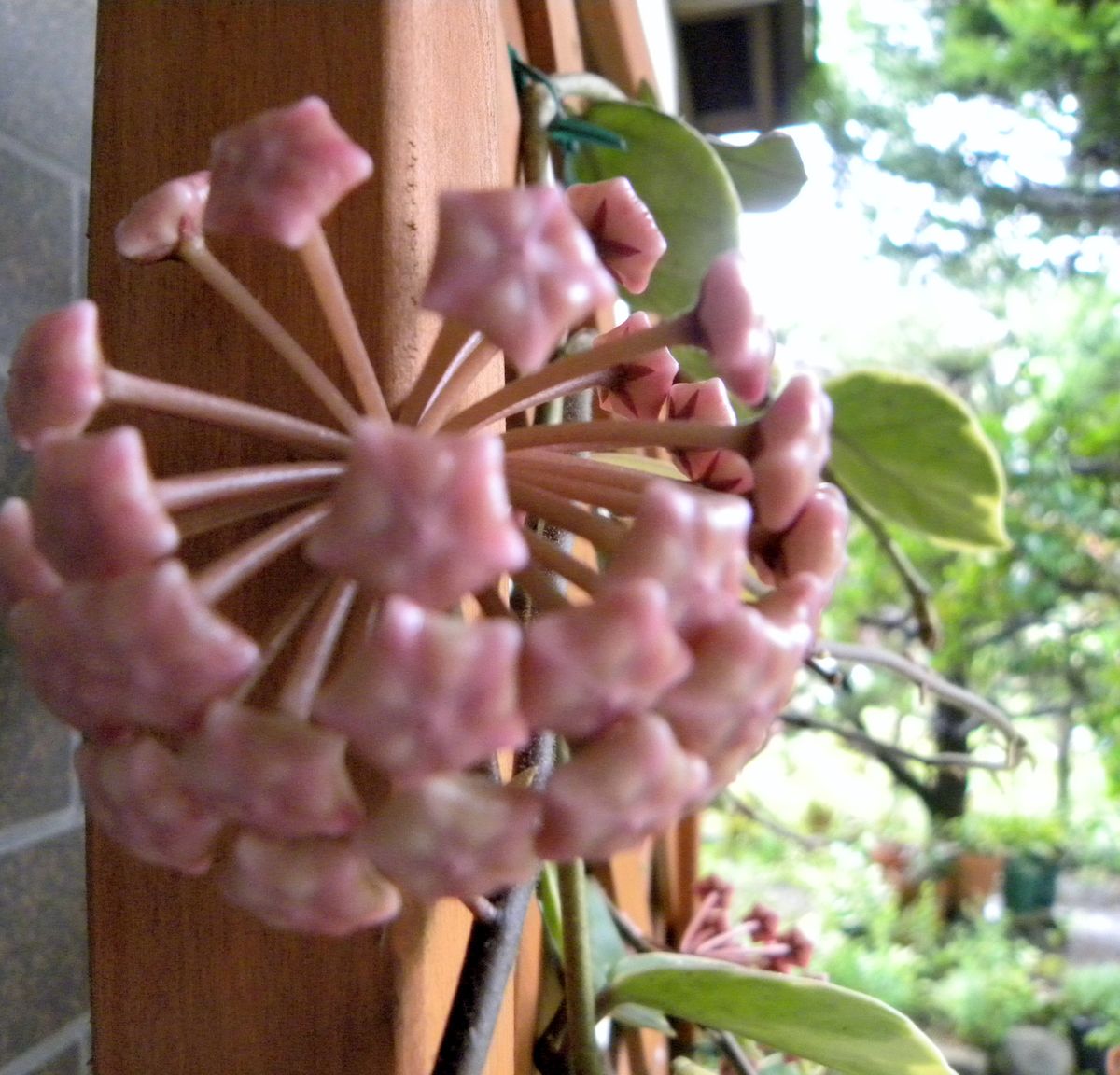 ホヤ・サクララン・・豪華な花