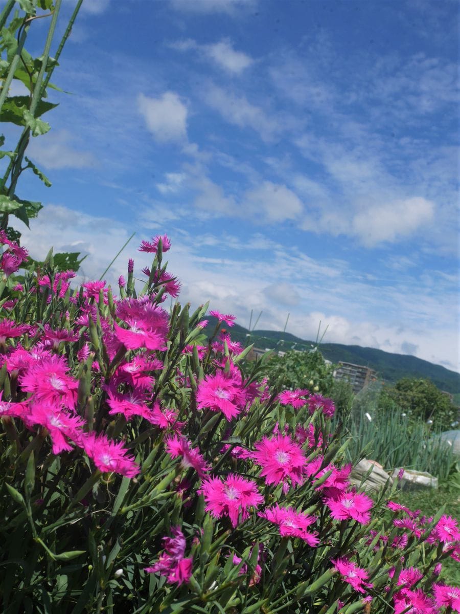 気持ちのいい青空