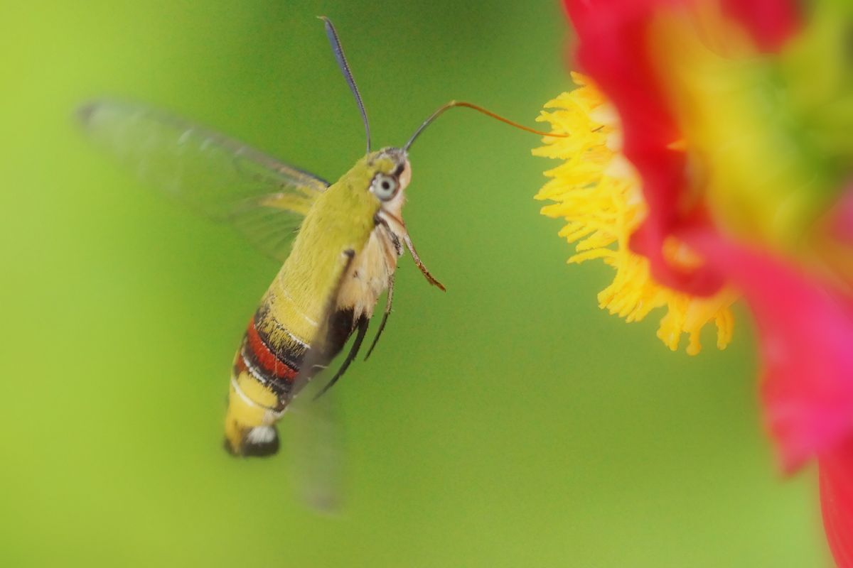 開花写真、ハイビスカスほか