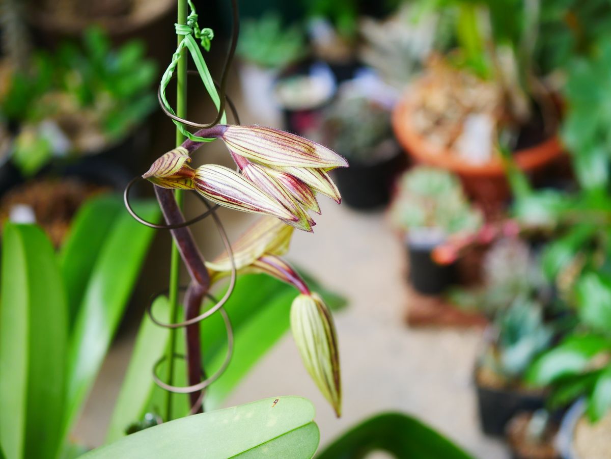 Paph. St. Swithin