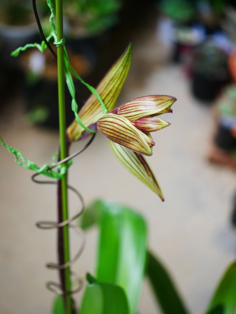 Paph. St. Swithin