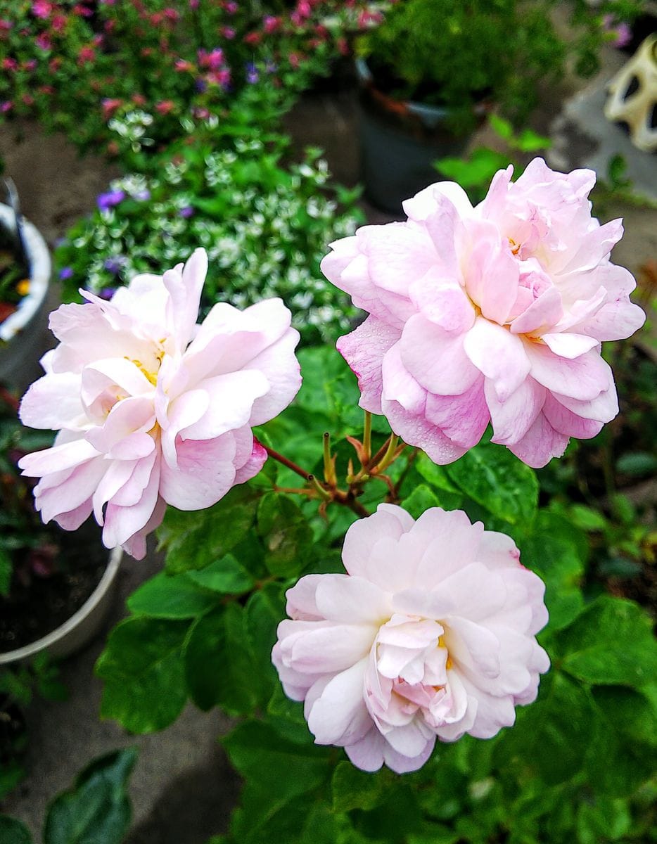 小雨のバラ🌹