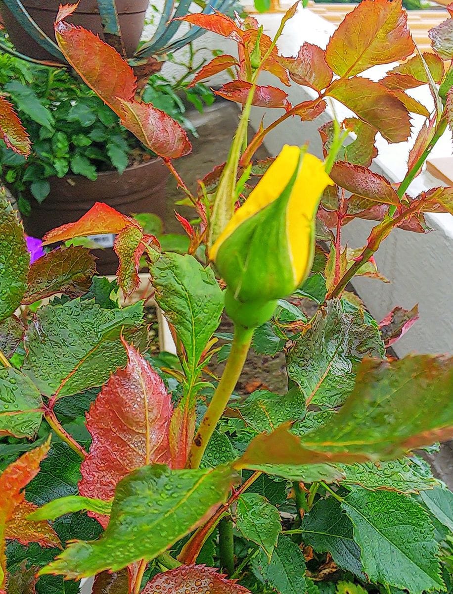 朝バラの蕾が膨らんで来ました🌹