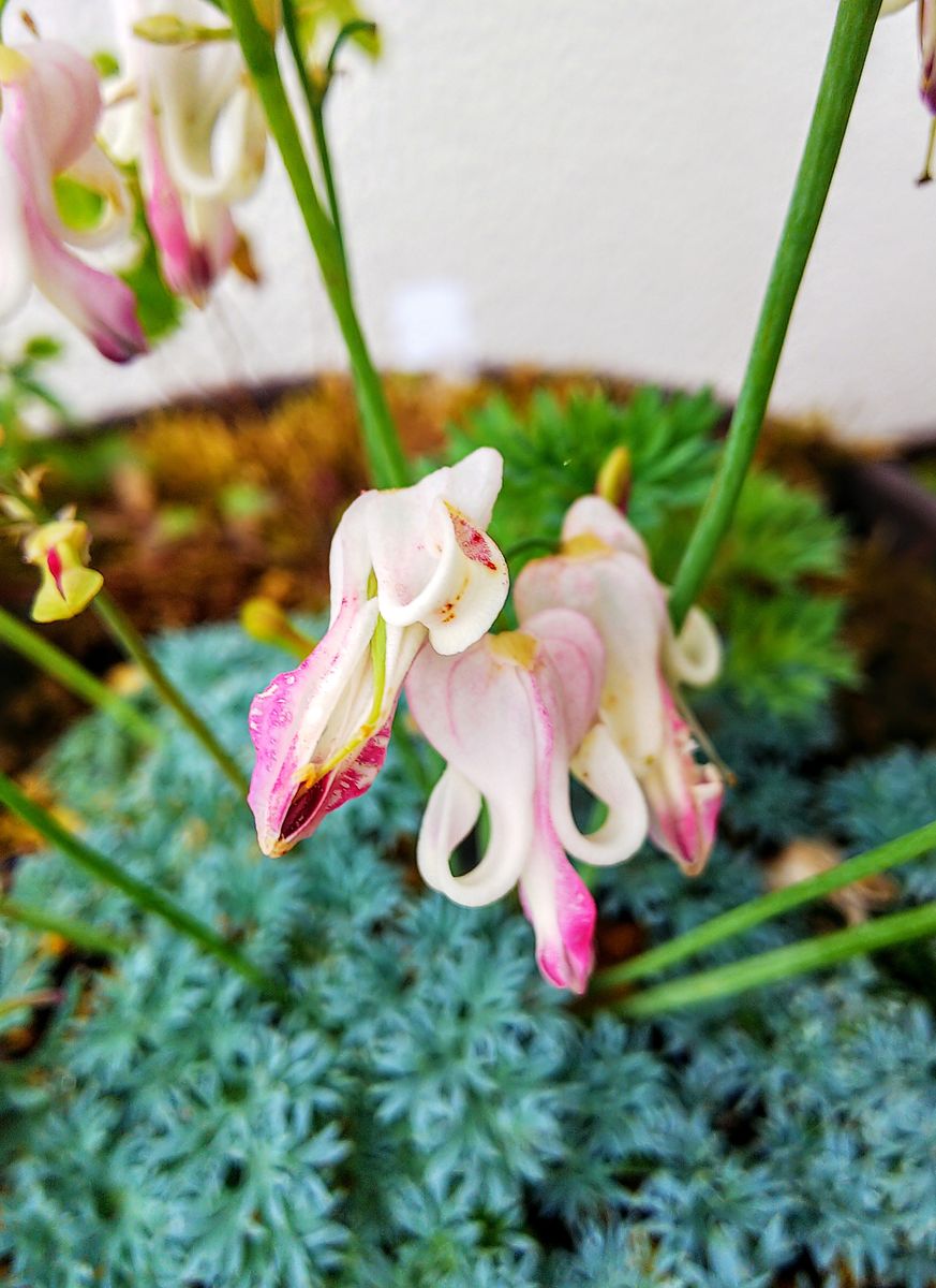 朝の山野草