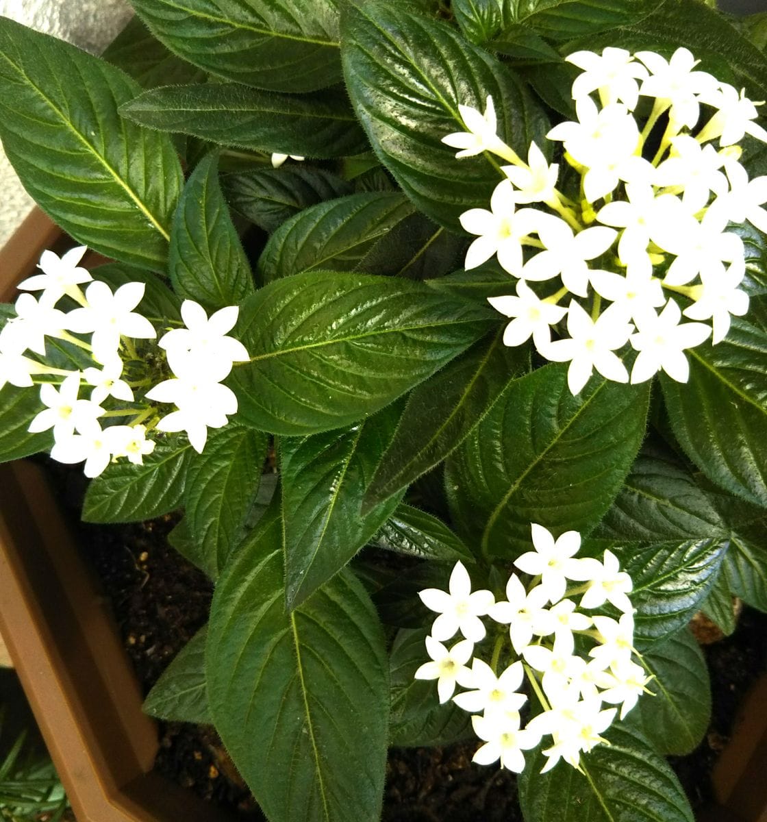 白いお花のペンタスと～ゴーヤの収穫✨