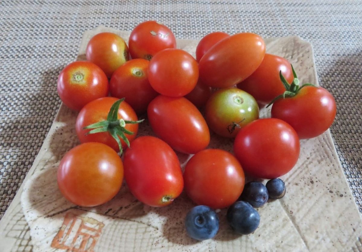 我家で🍅実となる野菜(その3)