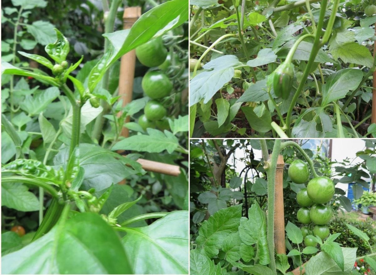 我家で🍅実となる野菜(その3)