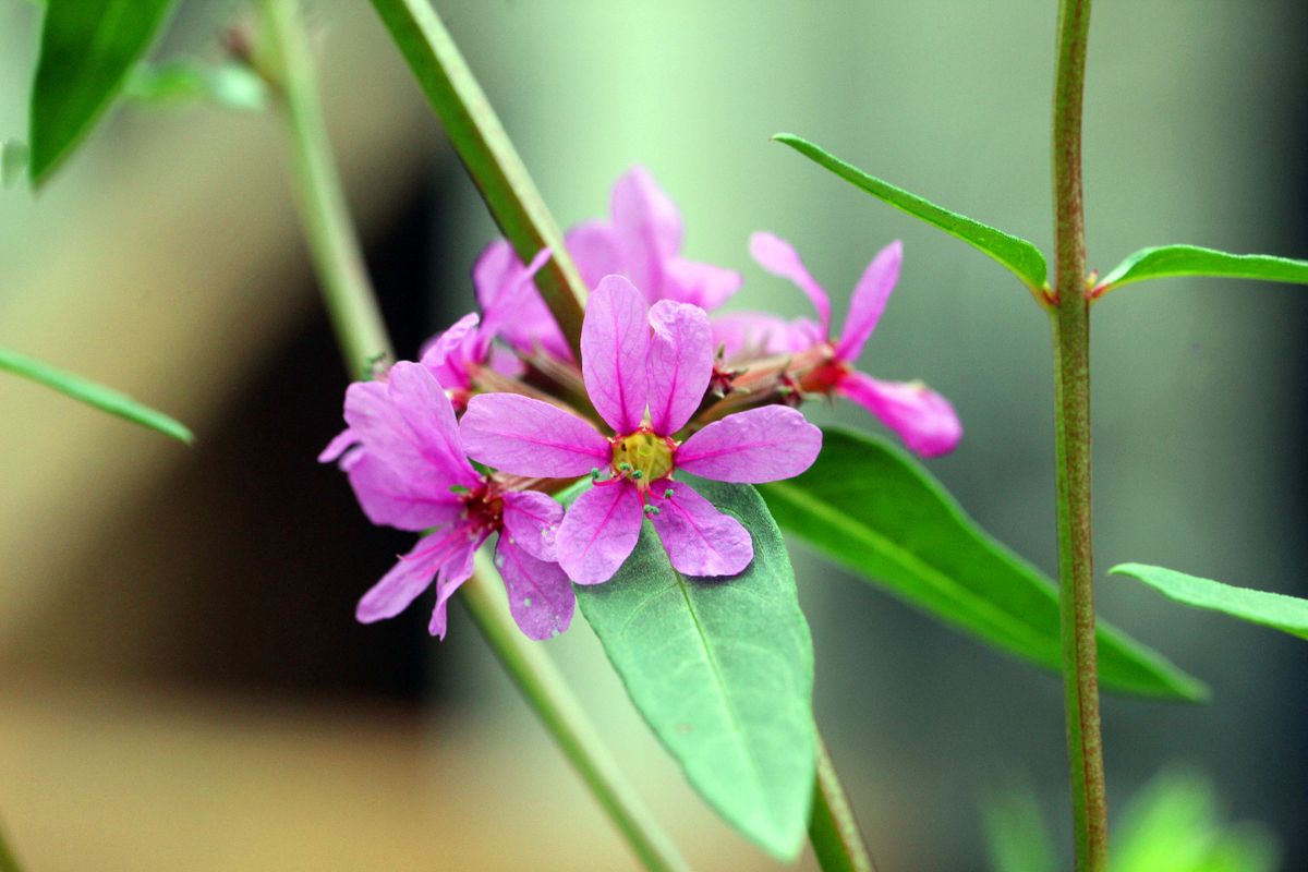 ミソハギ根付き、花綻ぶ