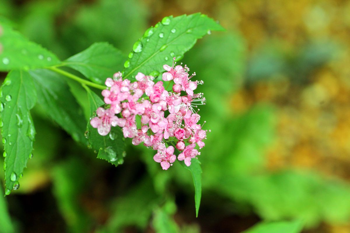 ミソハギ根付き、花綻ぶ