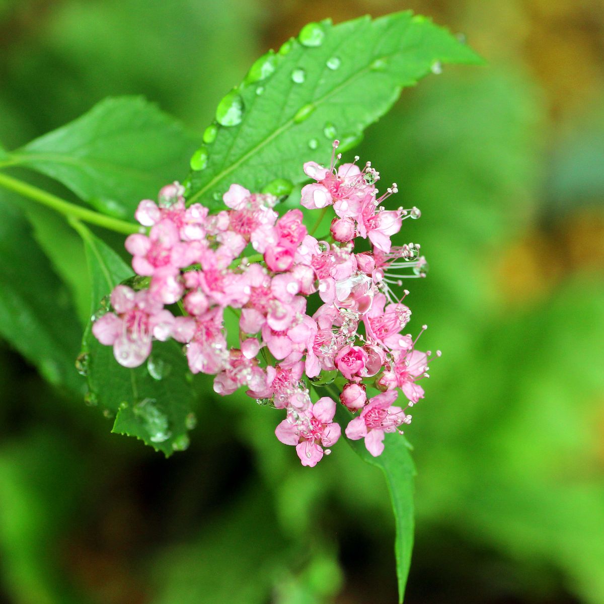 ミソハギ根付き、花綻ぶ